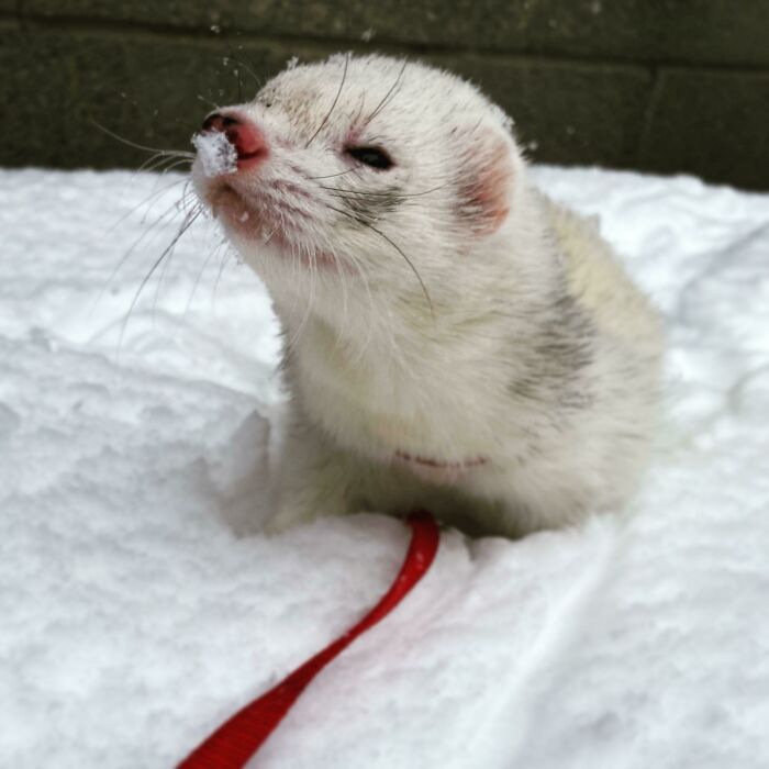 Please Tell Him Happy Birthday