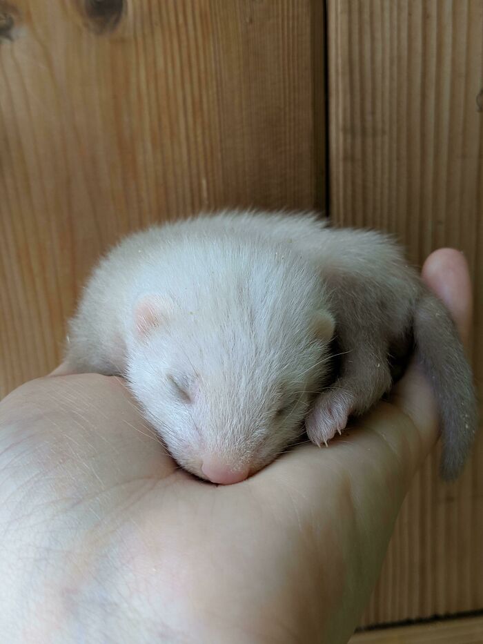 She's 4 Weeks Old Today