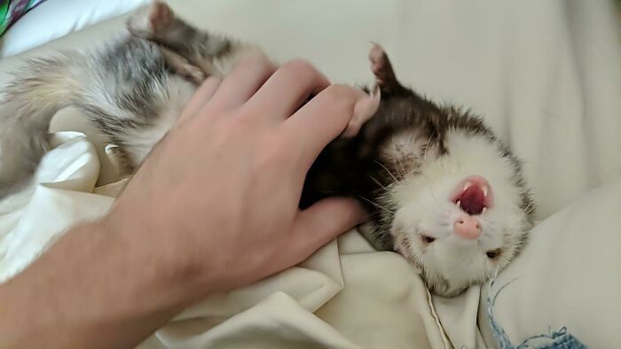 I Finally Did It. After 4 Years Finally A Good Picture Of Her Playing. Daisy