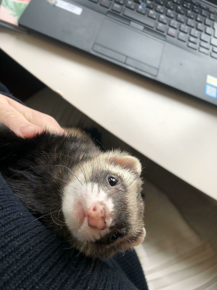 I’m Working From Home Because Of Covid-19, But I Have The Cutest Assistant Ever