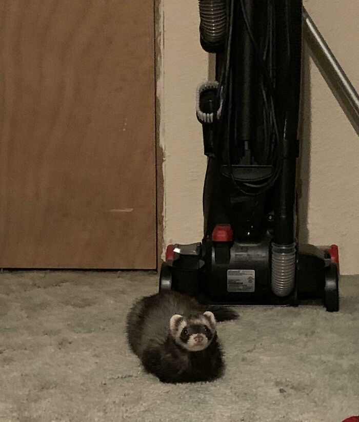 My BF And I Haven’t Seen A Small Animal “Loaf” Before. Sorry For The Potato Quality