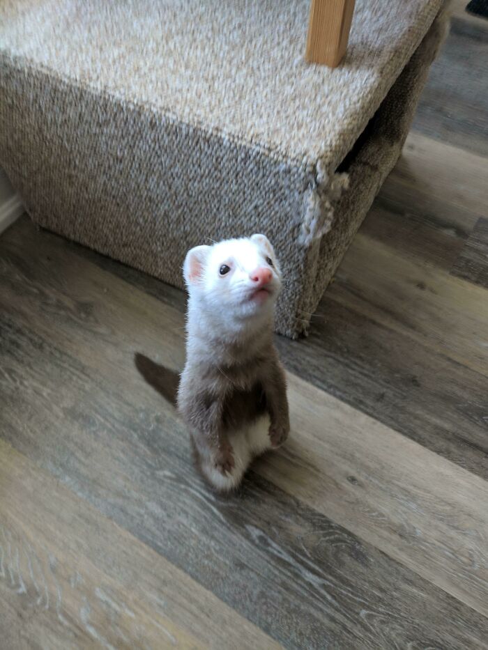 I Call This Pose The Prairie Dog