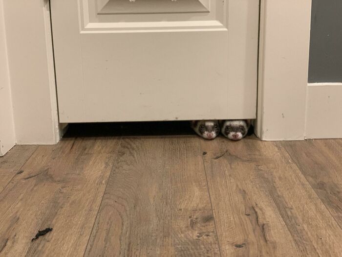 Steve And Desmond Are Not Fans Of The New Puppy