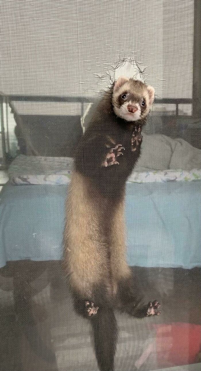 I Think I Need To Do A Better Job At Ferret-Proofing