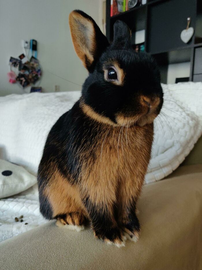Cute black and brown bunny sitting on a couch, showcasing undeniable cuteness.