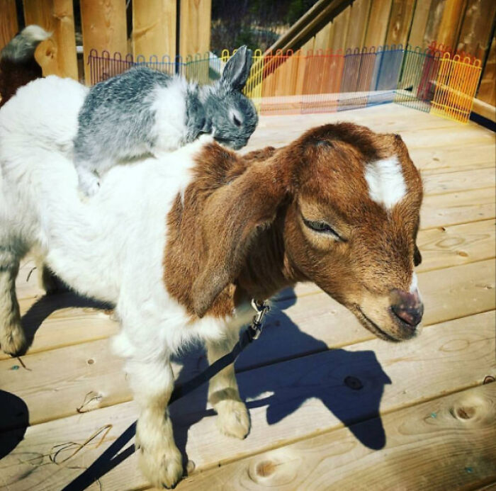 Cute bunny resting on a goat's back on a wooden deck.