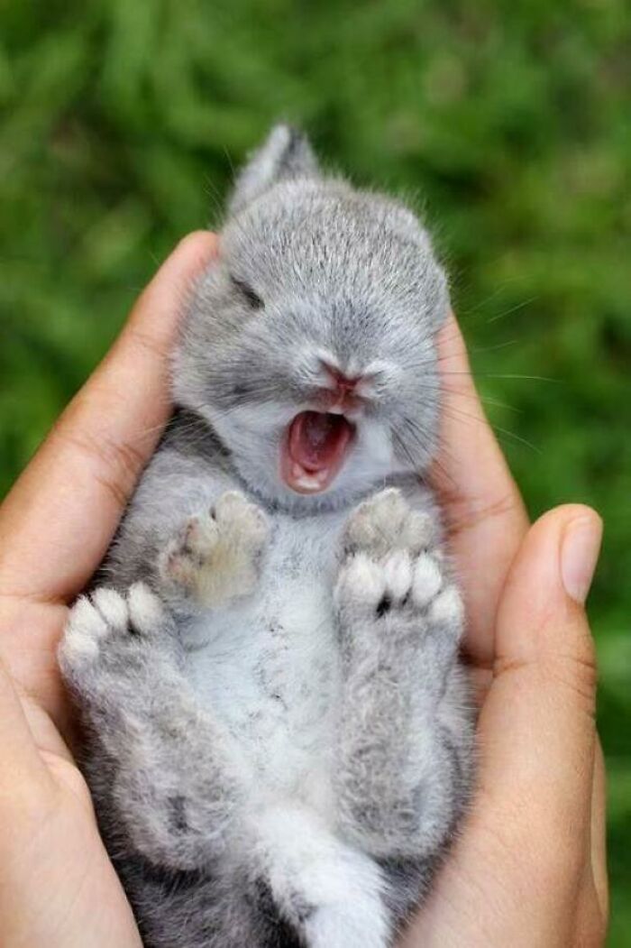 Cute bunny nestled in hands, yawning with closed eyes, showcasing undeniable adorableness.