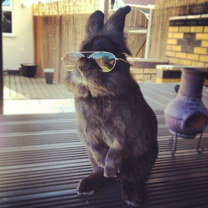 Cute bunny wearing sunglasses on a wooden deck.