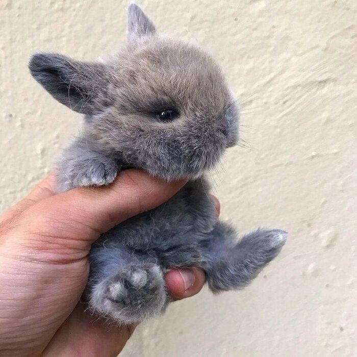 A hand holds an adorably fluffy bunny, showcasing undeniable cuteness.