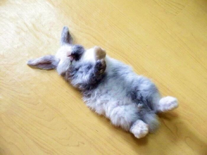 Cute bunny lying on its back on a wooden floor, showcasing irresistible cuteness.