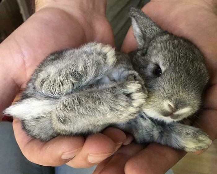 Disturbing Lack Of Bunnies Here, Have A Pic Of My Little Mans Sister From When They Were Teeny