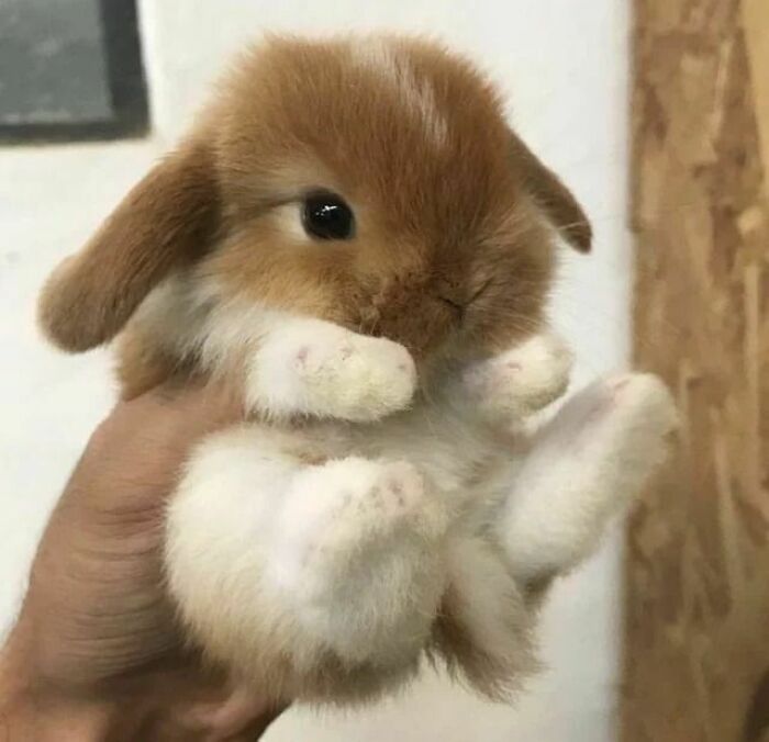 Adorable bunny being held, showcasing undeniable cuteness with soft fur and tiny paws.
