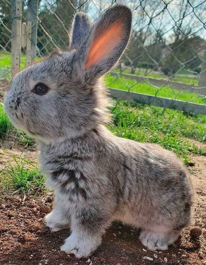 Adorable bunny sitting on dirt in front of a fence, soaking up the sun.