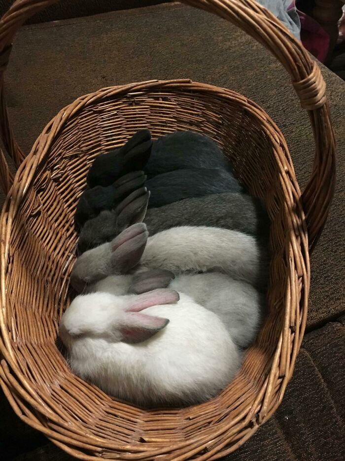 Sleeping bunnies nestled in a wicker basket showcasing undeniable cuteness.