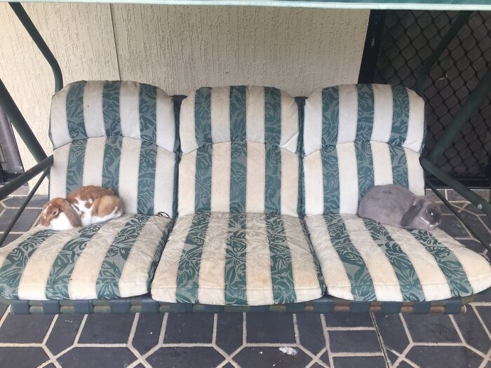 Two cute bunnies relaxing on a striped outdoor couch.