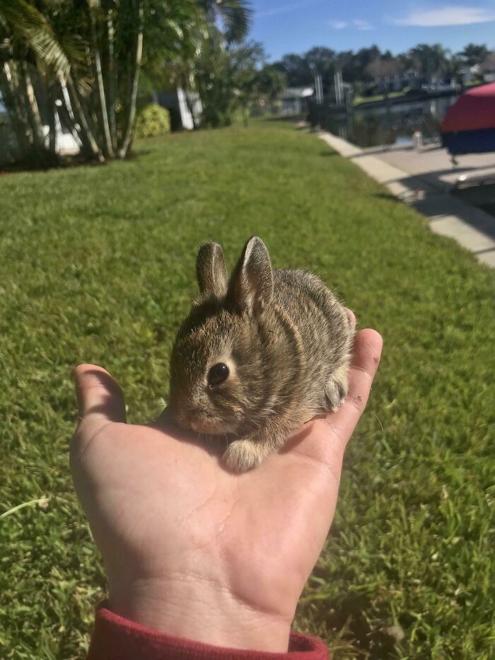 This Friendly Little Bunny Was Sunbathing In My Backyard