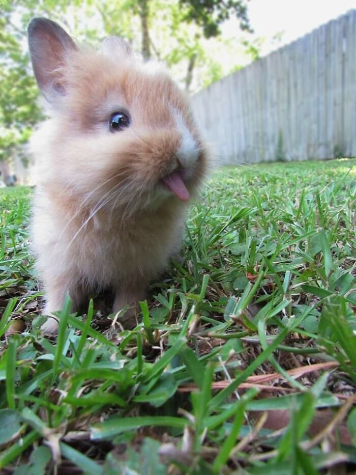 Adorable bunny with a fluffy coat and tongue out, sitting on a lawn, highlighting undeniable cuteness.