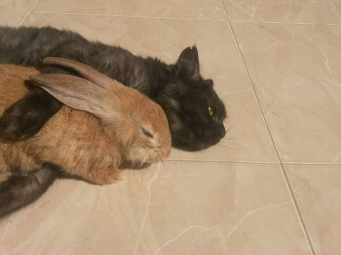 Brown bunny cuddling with black cat on tiled floor, showcasing undeniable cuteness.