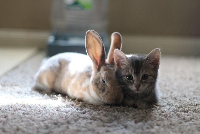 A cute bunny cuddling with a kitten on a sunlit carpet.