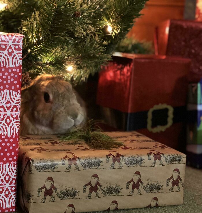 Cuddly bunny under a Christmas tree surrounded by gifts, showcasing irresistible cuteness.