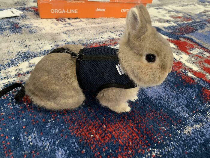 Cute bunny wearing a harness on a colorful rug.