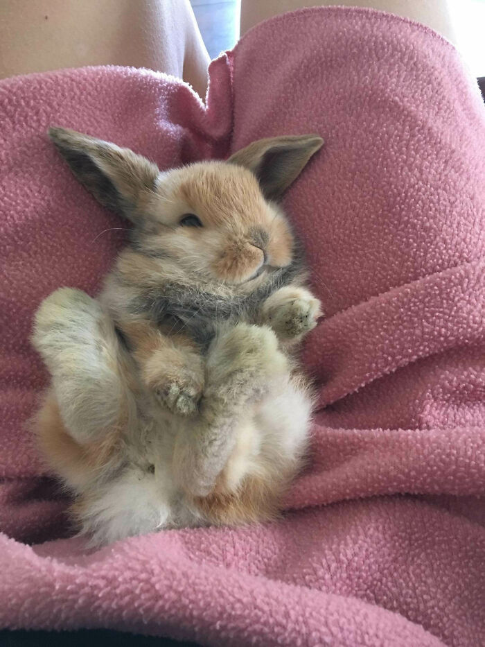 Cute bunny wrapped in a pink blanket, showcasing its undeniable cuteness.