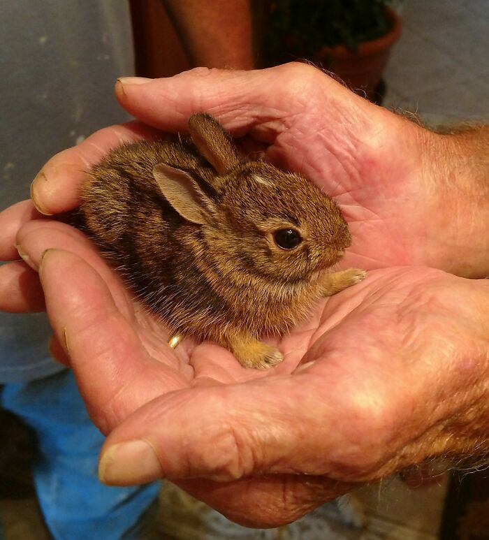 My Grandfather Found This Baby Bunny In His Yard