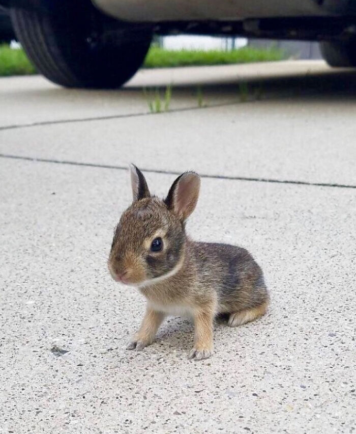 Driveway Bunny