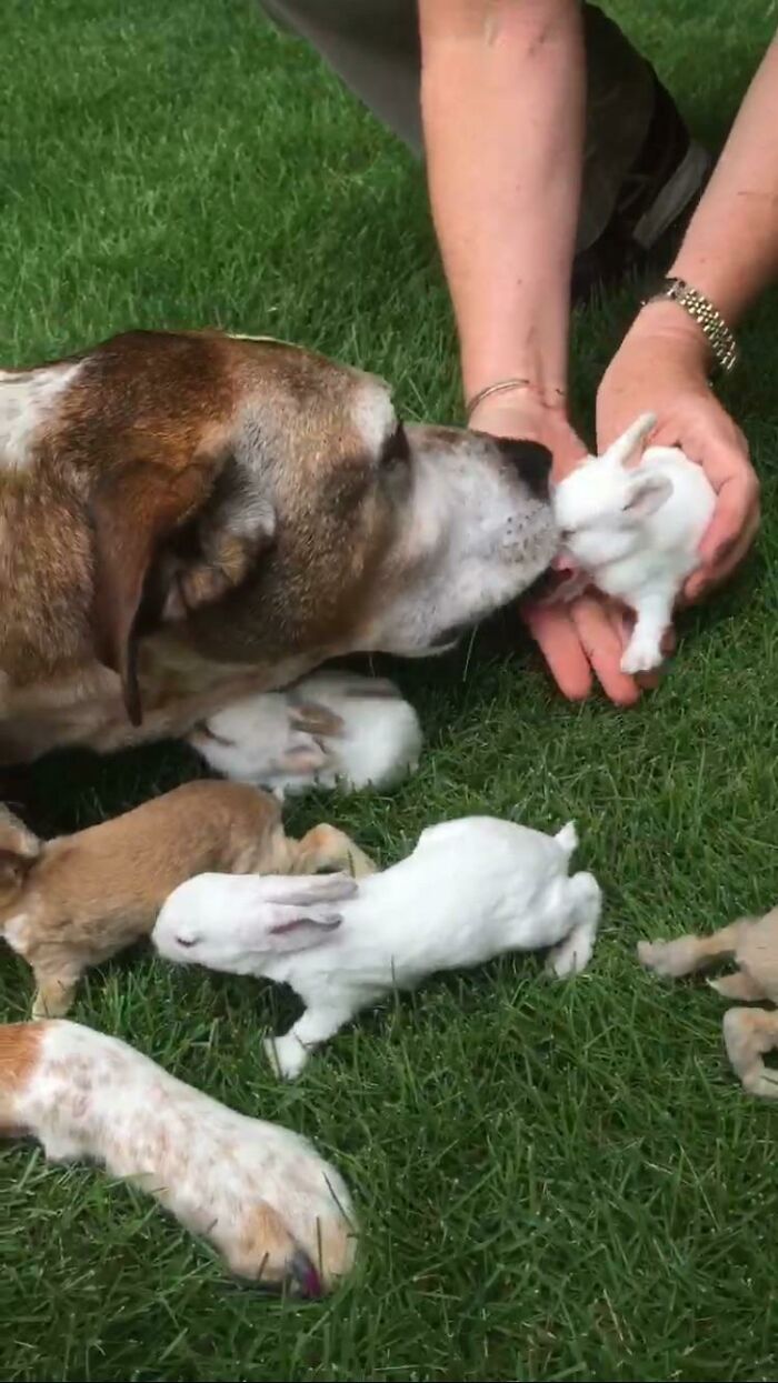 A dog nuzzles adorable bunnies on the grass, showcasing bunny cuteness with a gentle interaction.
