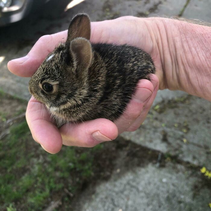A tiny bunny cradled gently in a person's hand, showcasing its undeniable cuteness.