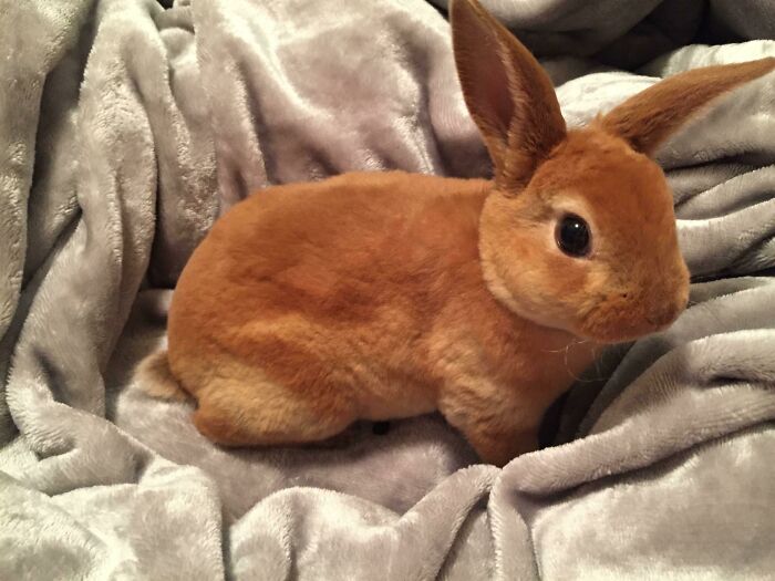 Someone Stole A Photo Of My Bunny And Posted Here Earlier. I’m Happy To Answer Questions About Her