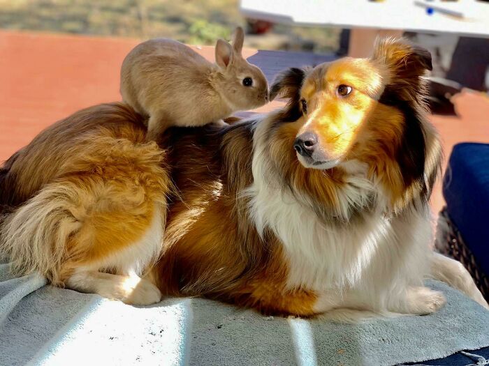 Brown bunny resting on a fluffy dog outdoors, showcasing undeniable cuteness.