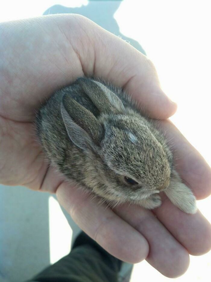Teeny Tiny Bunny