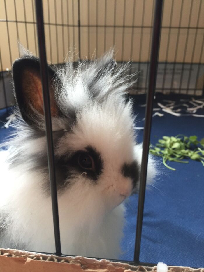 When Bunny Has Bed Head