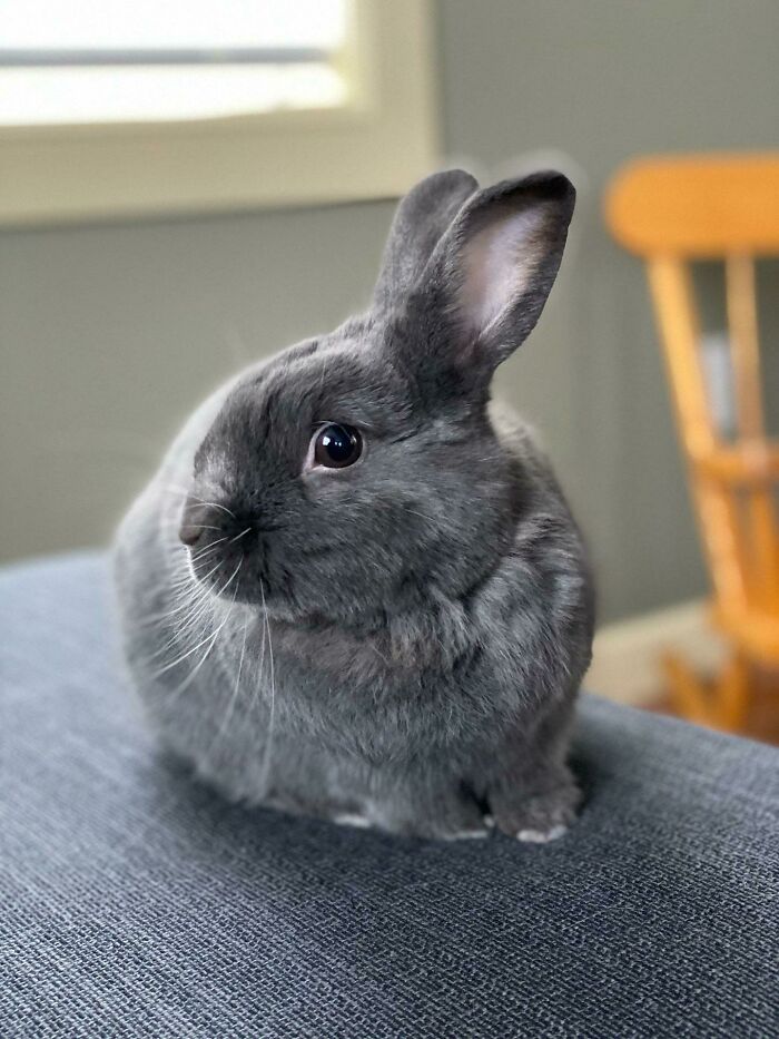 A cute grey bunny sitting on a couch, showing its side profile.