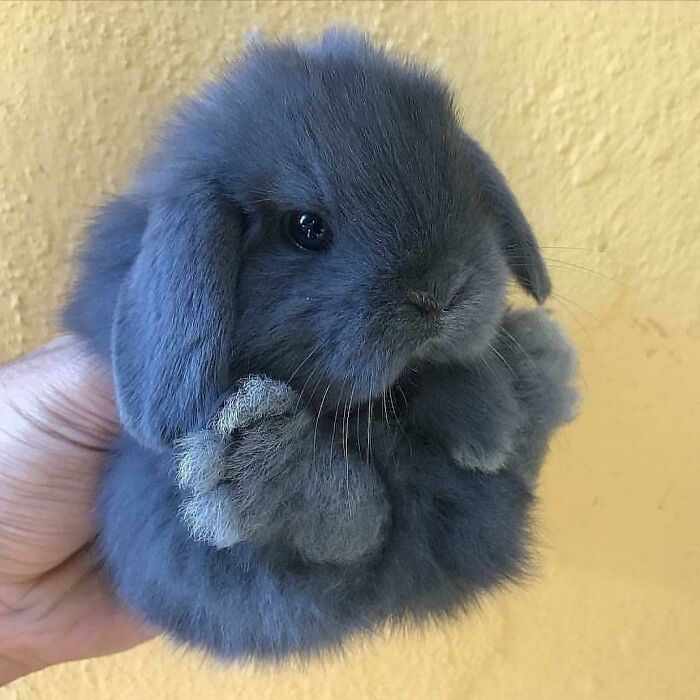 Fluffy Bunny