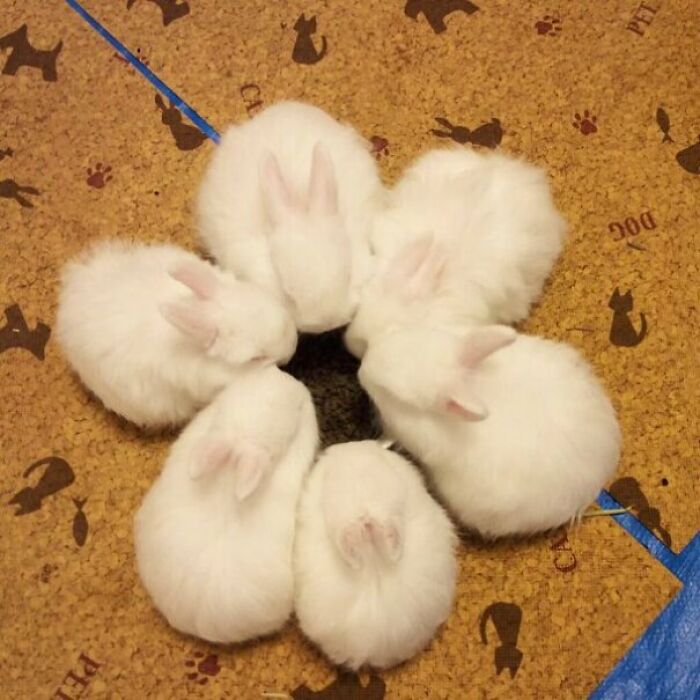 Seven fluffy white bunnies huddled together in a circle.