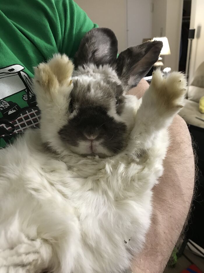 Even Though He's A Jewish Boy, My Bunny Rocky Wanted To Say Hoppy Easter To Everyone