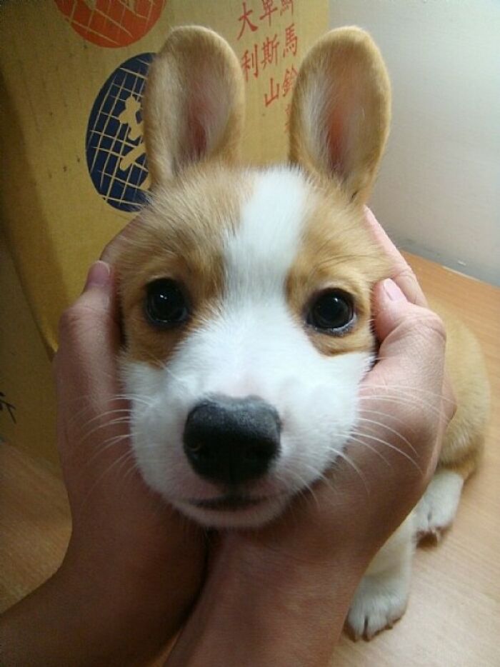 Bunny Corgi