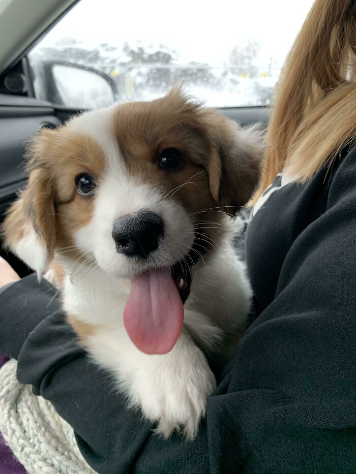 Got A New Family Member Today, Meet Calvin The Corgi