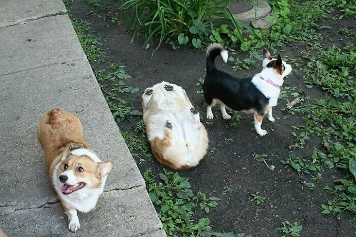 Corgi Down, Corgi Down!