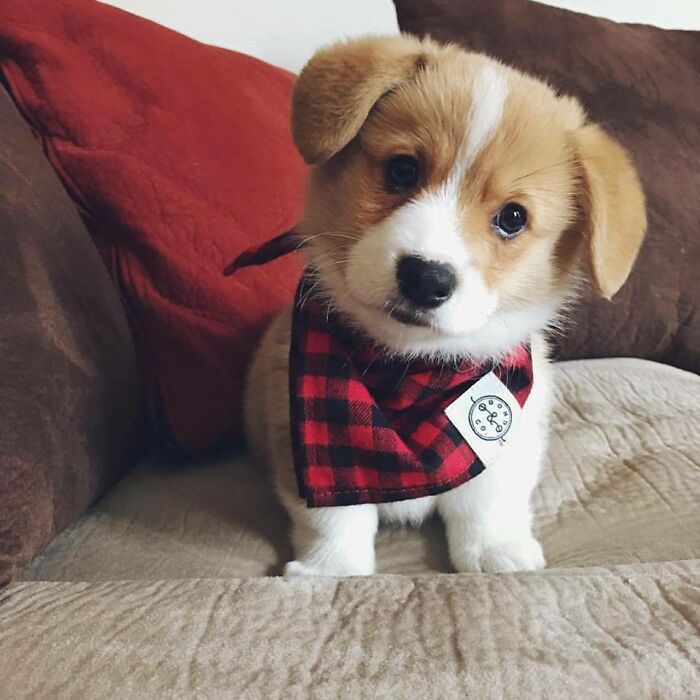 Meet Wrigley The Corgi