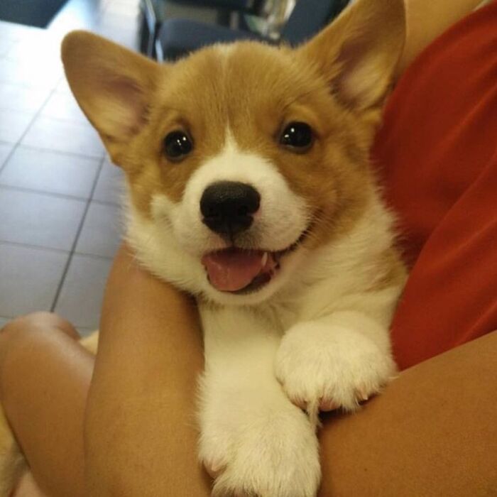 Happy Corgi