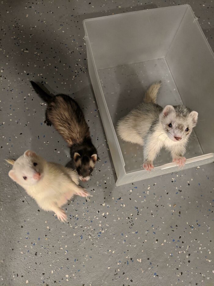 Finally, An Ultra Rare Group Photo