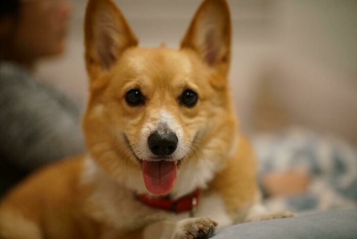 My Corgi Is Here To Ease Your Us Election Day Stresses