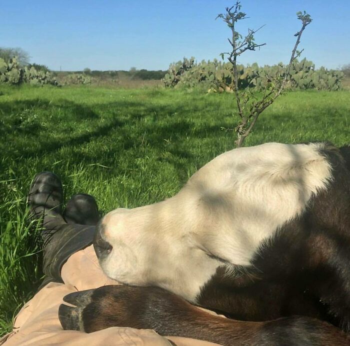 Adorable cow resting on a person's lap in a sunny green pasture.