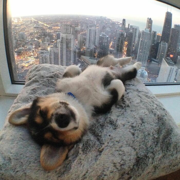 Baby Corgi, Big City
