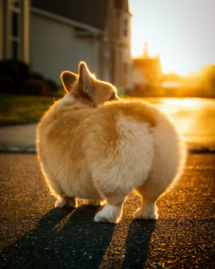 My Dog Is The Kim Kardashian Of Corgis