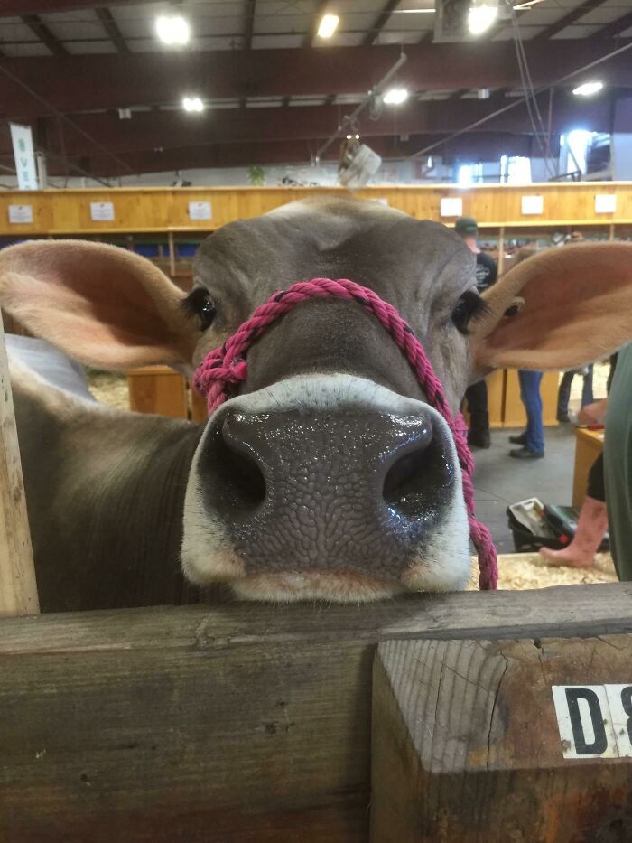 A curious cow with a pink rope halter peeking over a wooden fence in a barn setting.