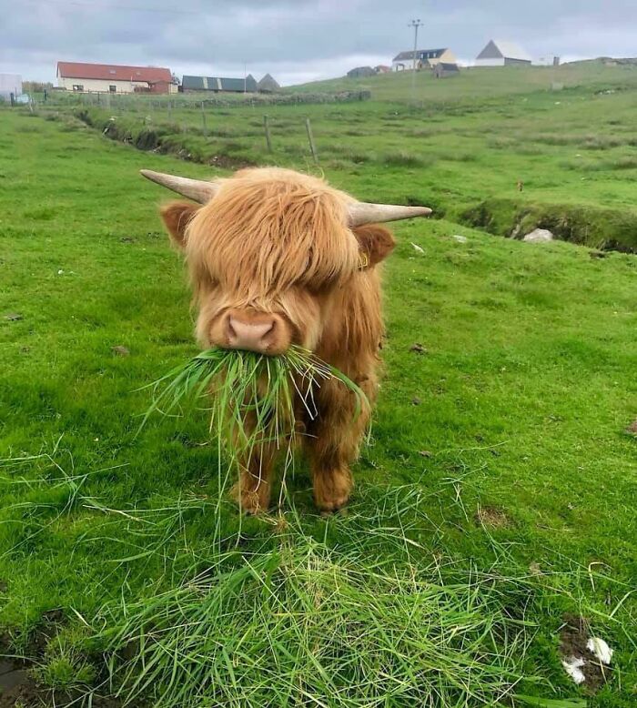 Highland cow munching on grass in a green field, showcasing its shaggy coat and horns.